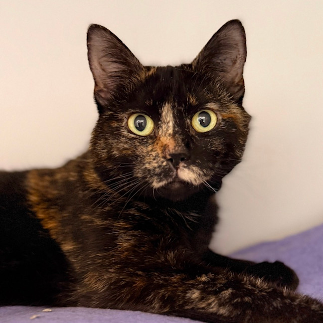 Photo of Anne Meowaway