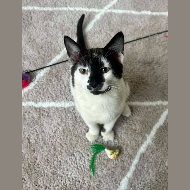 Photo of Moo Moo
