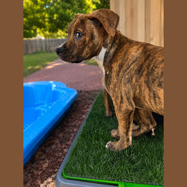 Photo of Cosmo