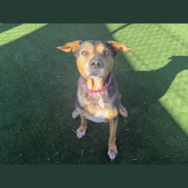 Photo of Ruby Imp 1403