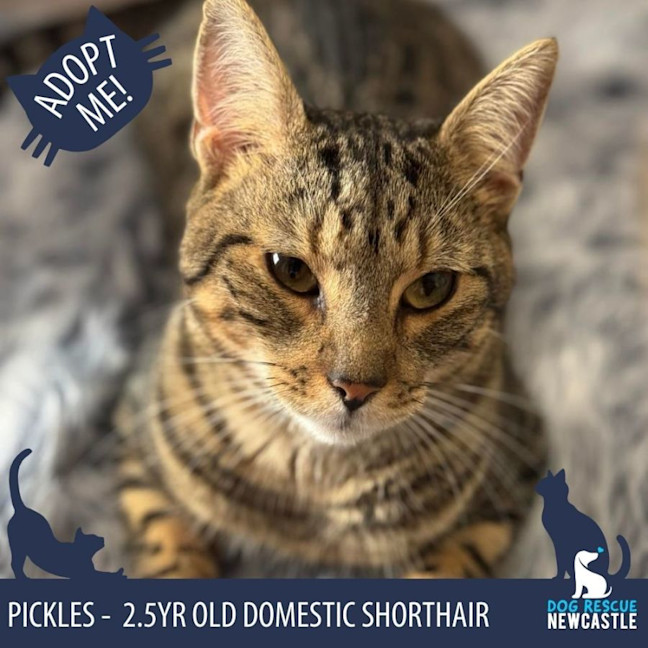 Photo of Pickles   2 Year Old Domestic Shorthair