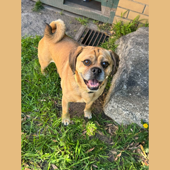 Photo of Pebbles 