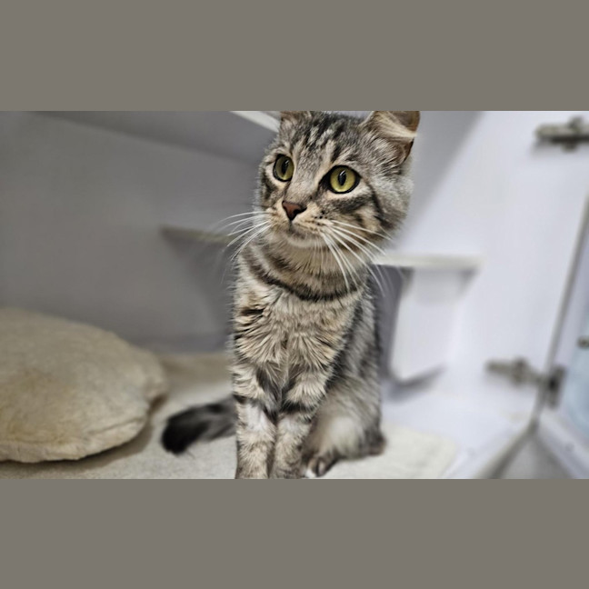 Photo of Silver