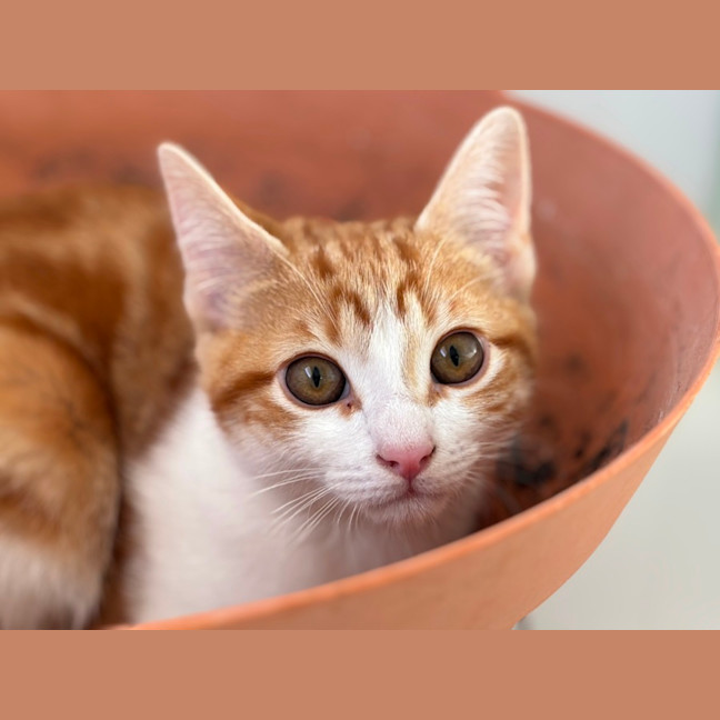 Photo of 🩶Ranger And Reito🧡