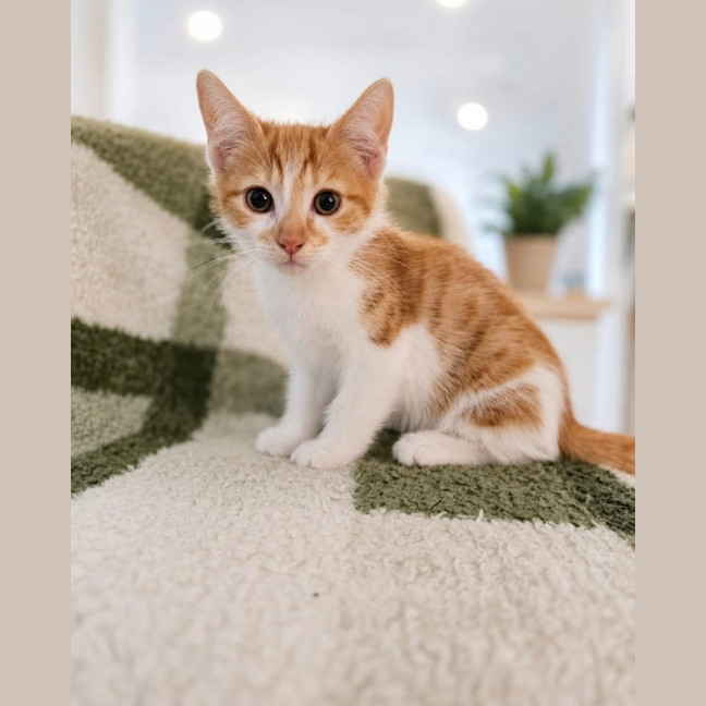 Photo of Oregano