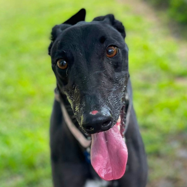 Photo of Silver The Greyhound
