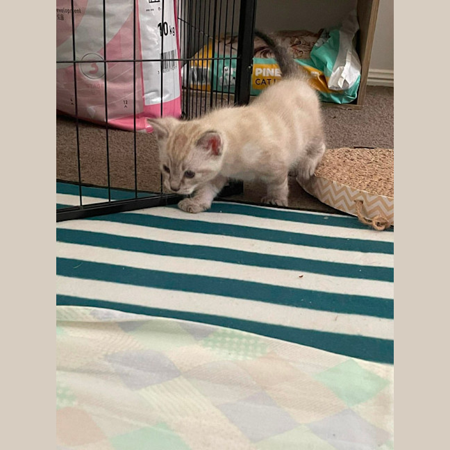 Photo of Marble