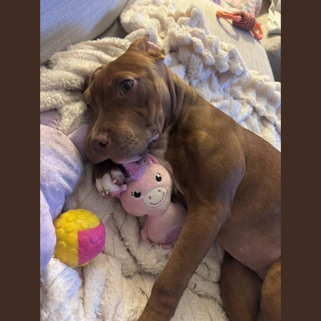 Photo of Lulu   5 Month Old Staffy X