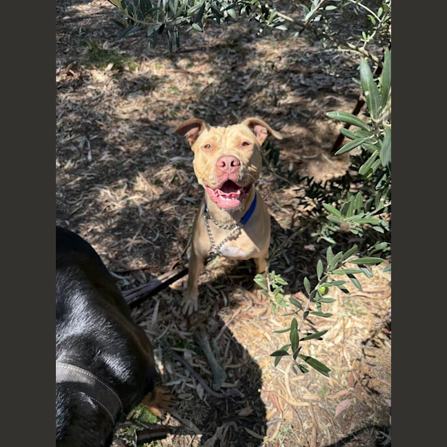 Photo of Nala