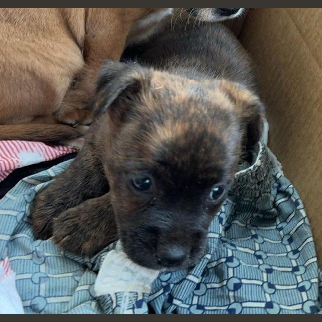 Photo of Mudi (Bear)