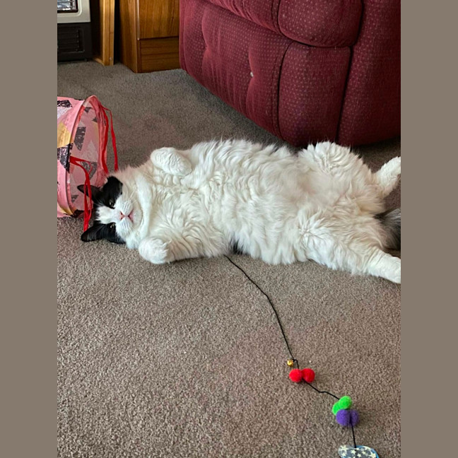 Photo of Richie Rich