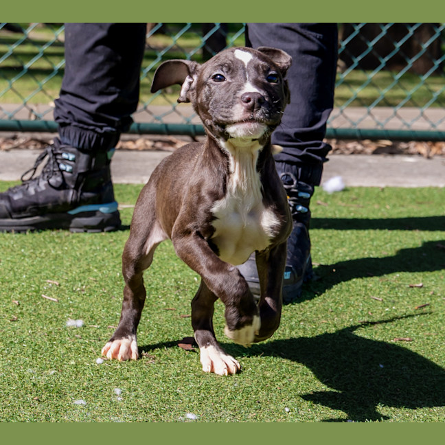 Photo of Atlas