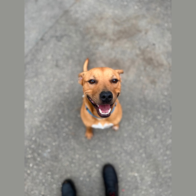 Photo of Chino