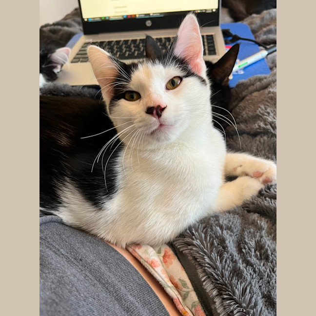 Photo of Sam Sam *9 Lives Project Rescue*