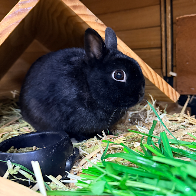 Photo of Clancy