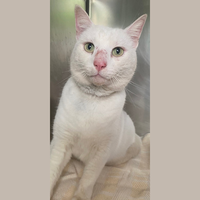 Photo of Lamington