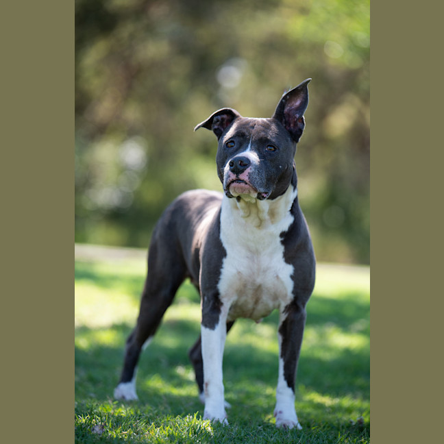 Photo of Sage