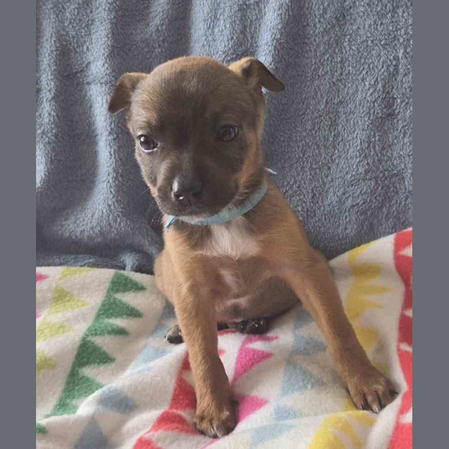 Photo of Benji
