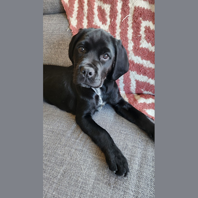 Audrey - Large Female English Springer Spaniel x Rottweiler Mix Dog in ...