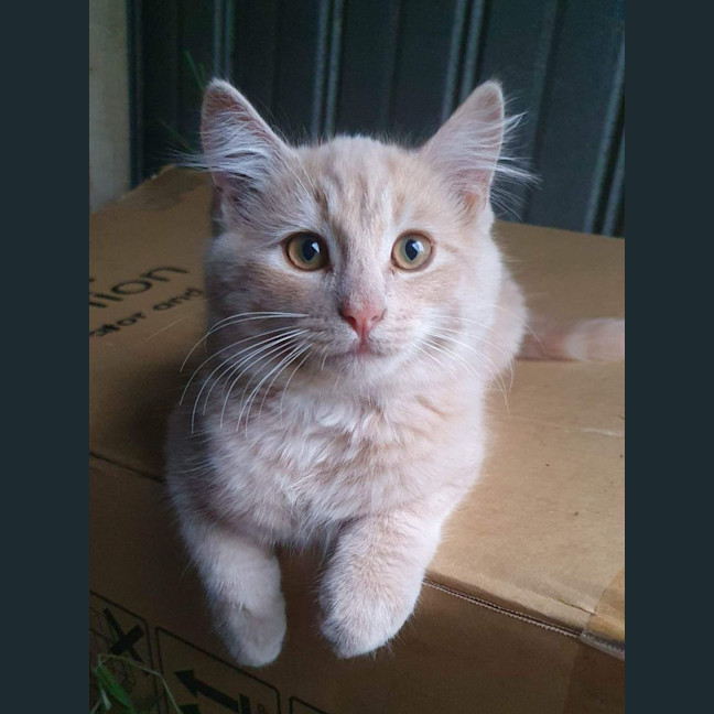 Photo of Fergus