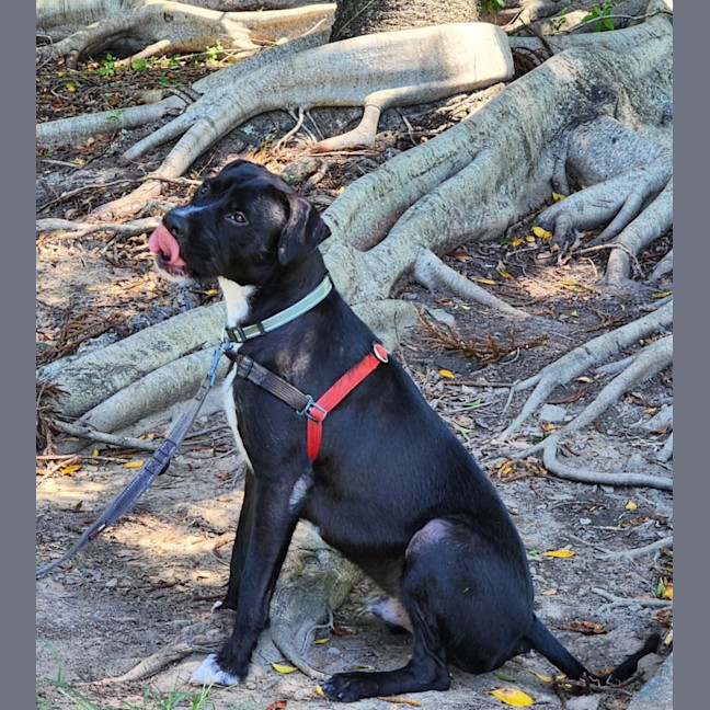 Photo of Blaze
