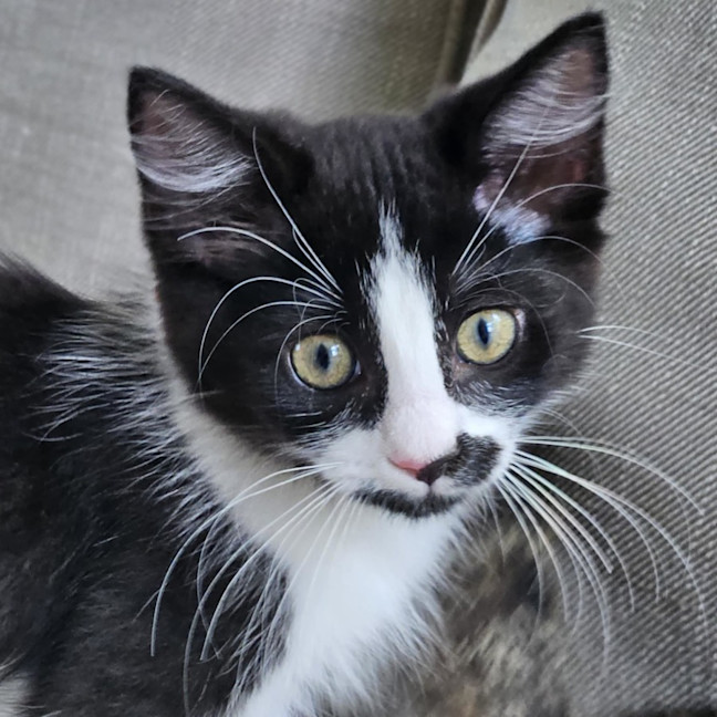 Photo of Lady Purrington 