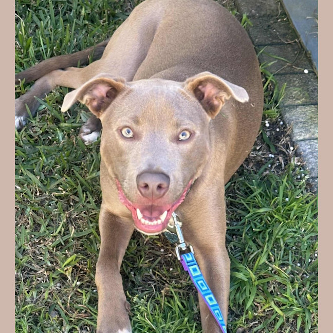 Photo of Bodhi 🐾🐾🐶🐶