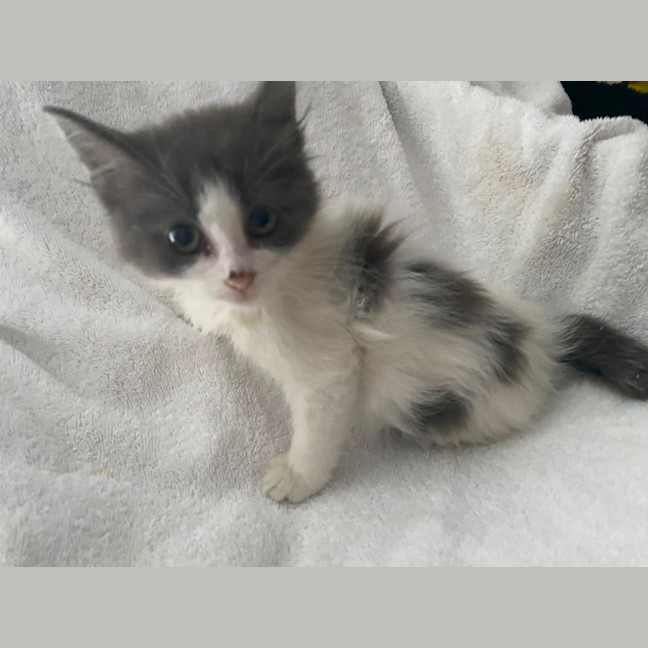 Photo of Grey And White Floof 