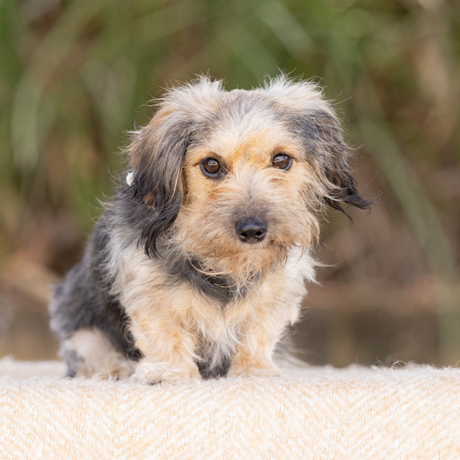 Photo of Fluffy