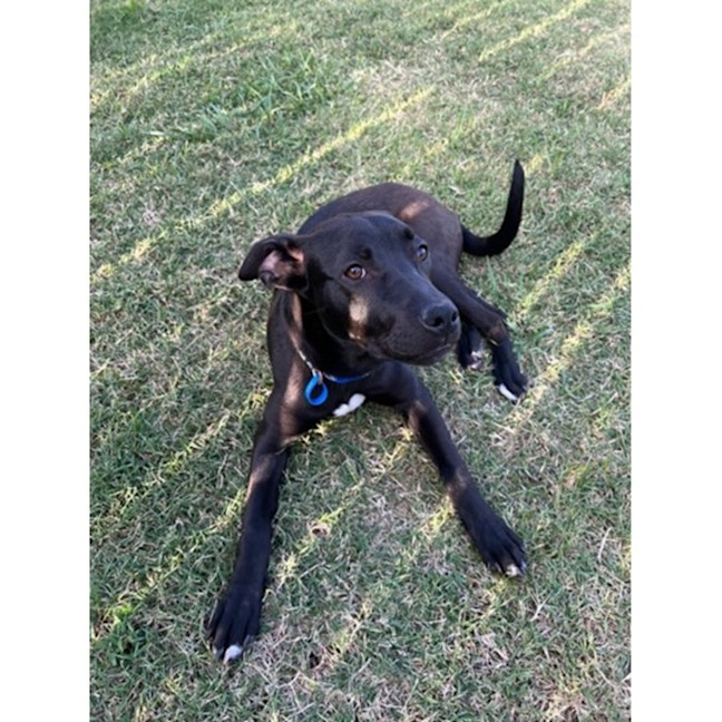 Photo of Betty *$350 Adoption Fee*