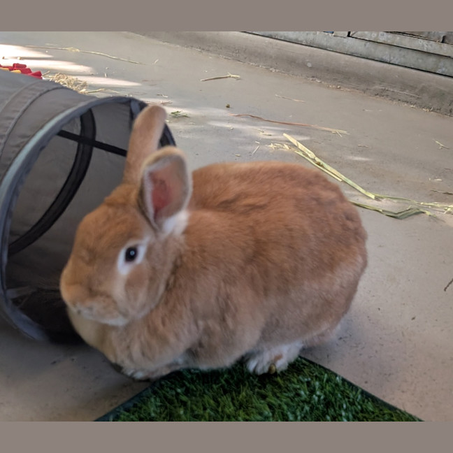 Photo of Mango