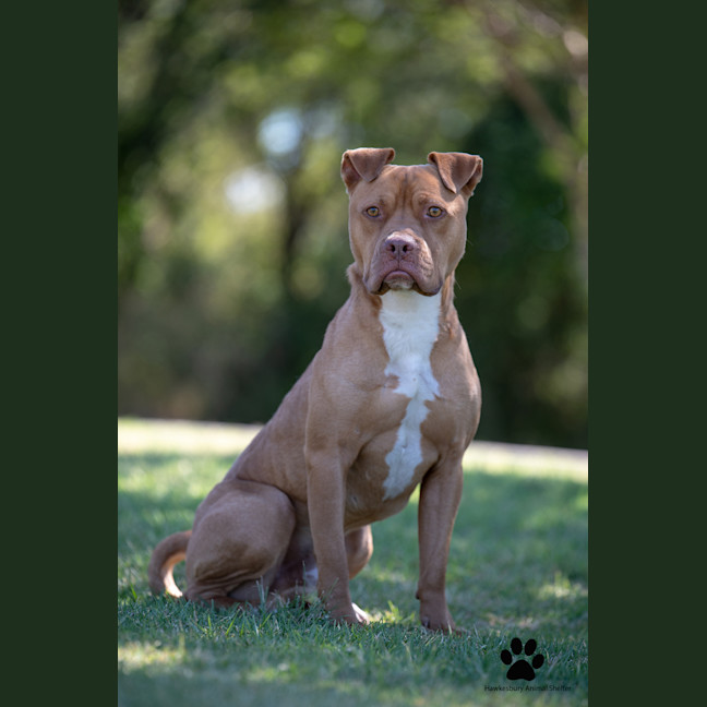 Photo of Diesel