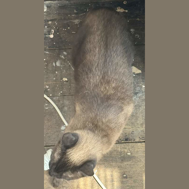 Photo of Nala