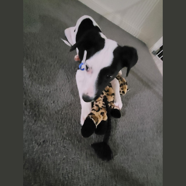 Photo of Minnie   11 Week Old Mastiff X