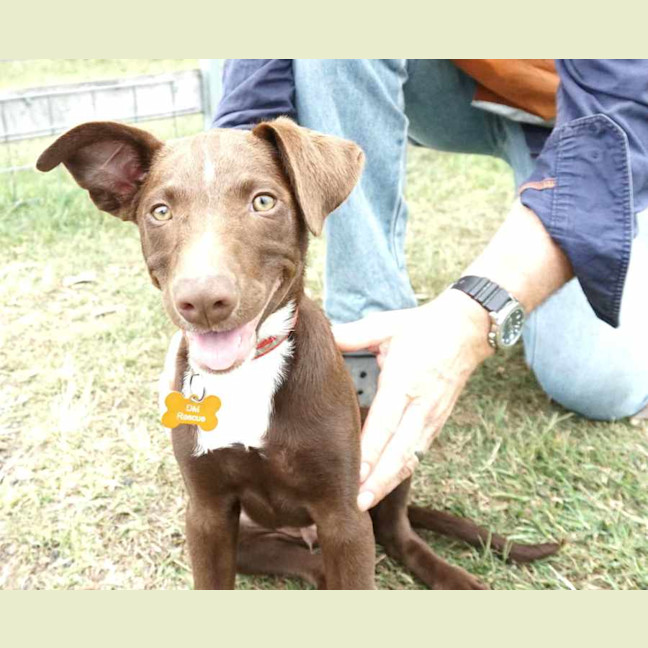 Photo of Scotch
