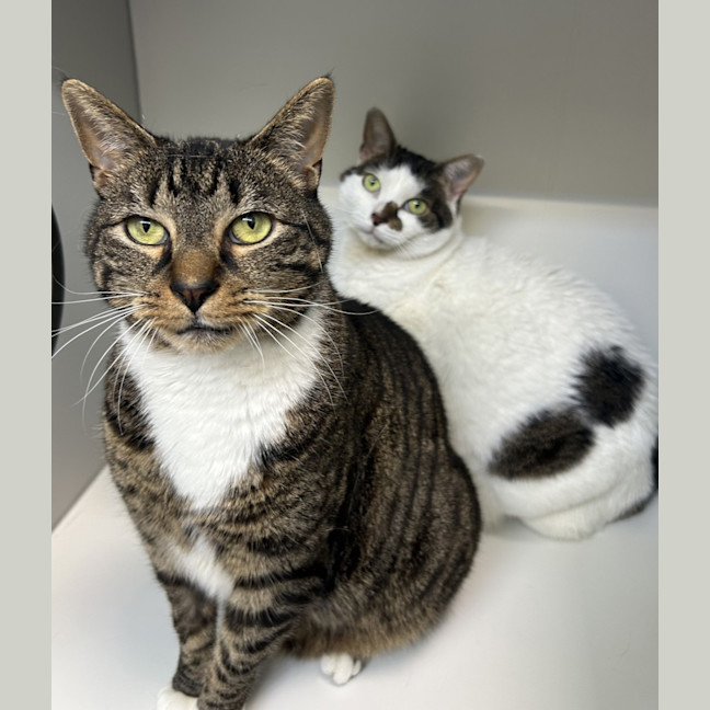 Photo of Gimli (Bonded To Evie)