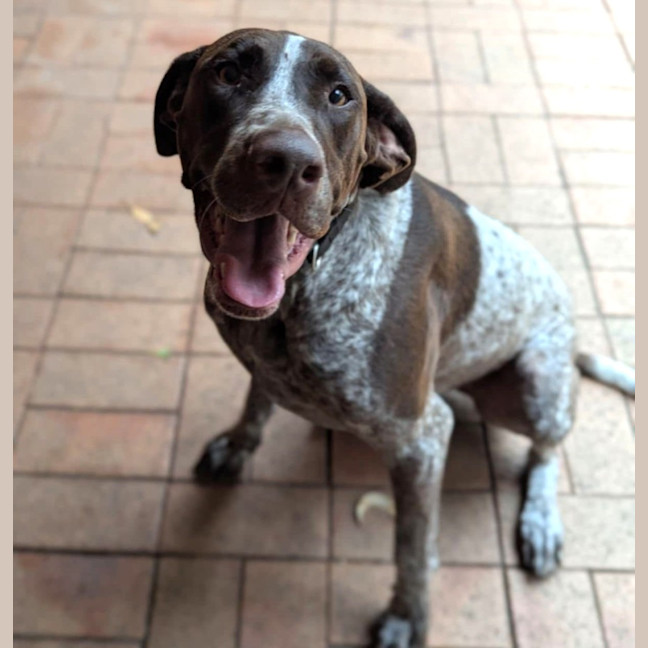 Photo of Nellie   3 Year Old German Pointer X Bull Arab