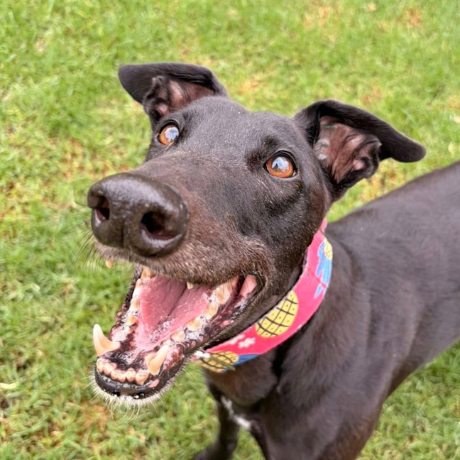 Photo of Goose The Greyhound
