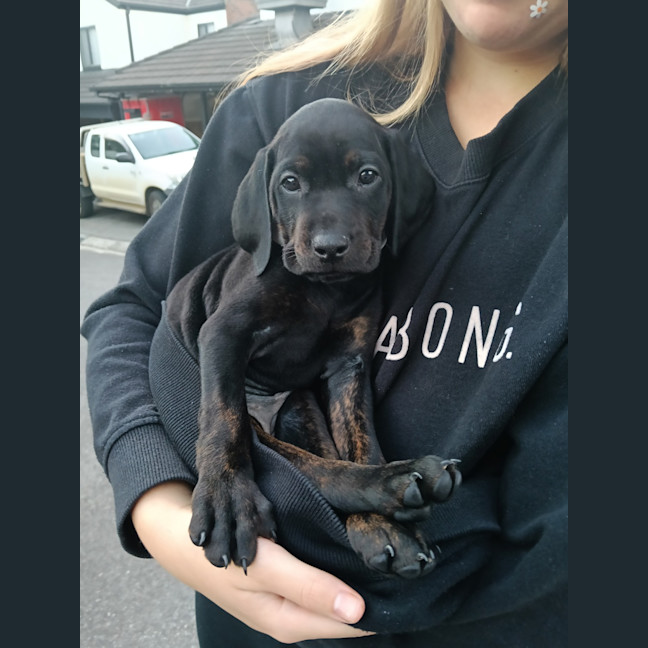Photo of Lola (Was Maisie)