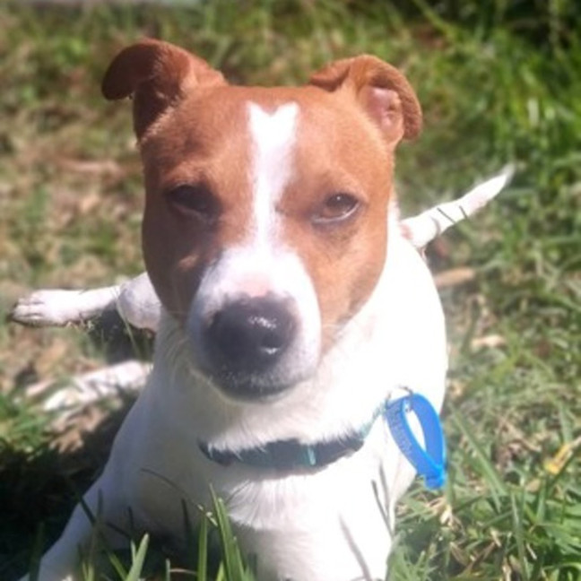 Photo of Peanut
