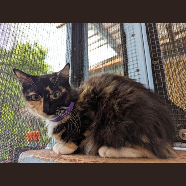 Photo of Quicksilver