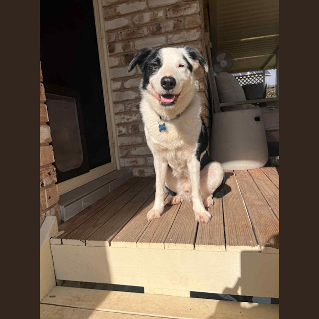 Photo of Spotty