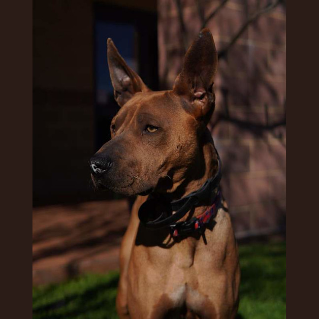 Photo of Boomer