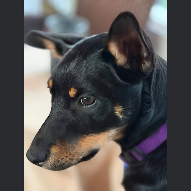 Photo of Kylo   15 Week Old Kelpie