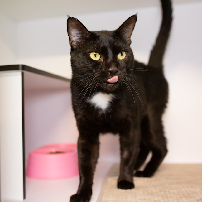 Photo of Sylvester 