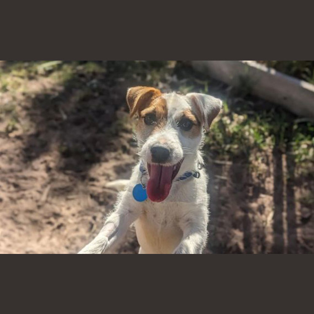 Photo of Scooter