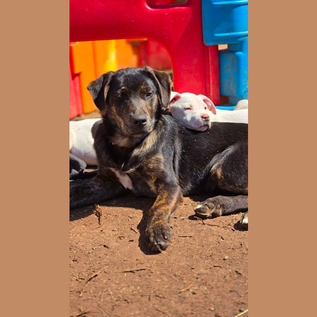 Photo of Shadow