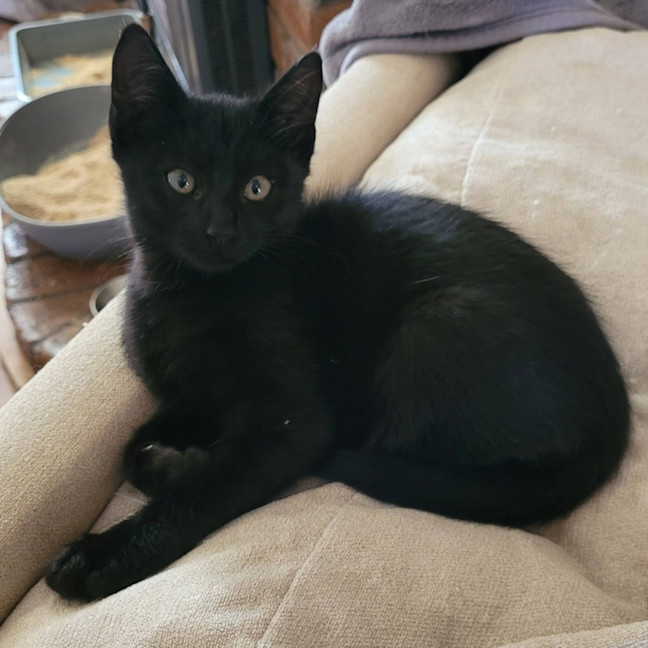 Photo of Nito (Gravelord Nito)