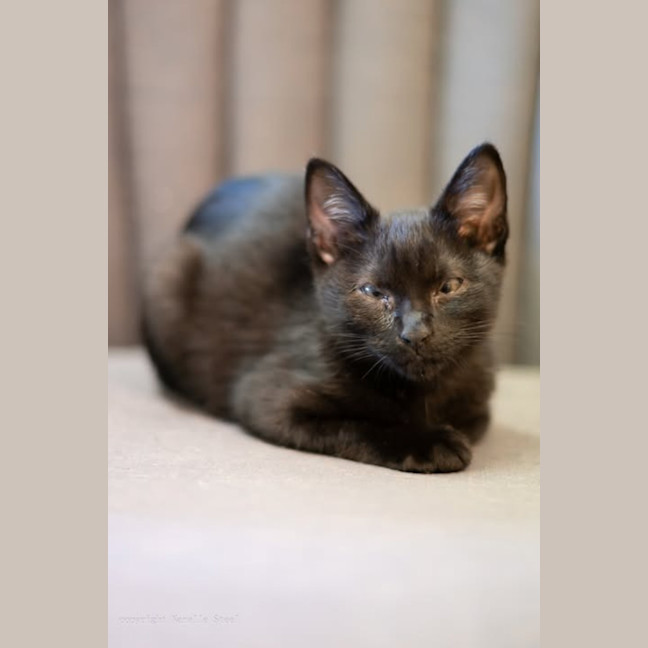 Photo of Midnight 