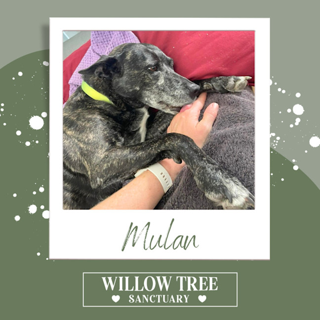 Photo of Mulan